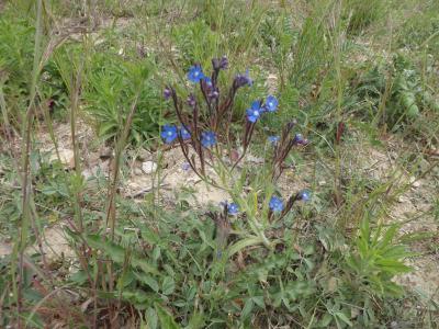 Buglosse d'Italie, Buglosse azurée Anchusa italica Retz., 1779