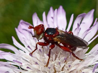  Myopa dorsalis Fabricius, 1794