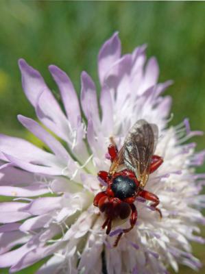  Myopa dorsalis Fabricius, 1794