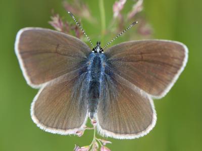 Azuré des Anthyllides (L'), Demi-Argus (Le), Argus Cyaniris semiargus (Rottemburg, 1775)