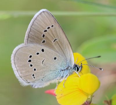 Azuré des Anthyllides (L'), Demi-Argus (Le), Argus Cyaniris semiargus (Rottemburg, 1775)