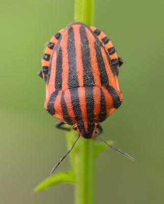 Punaise arlequin Graphosoma italicum (O.F. Müller, 1766)