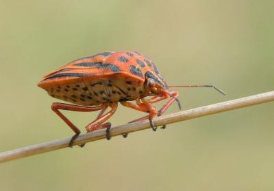  Graphosoma semipunctatum (Fabricius, 1775)