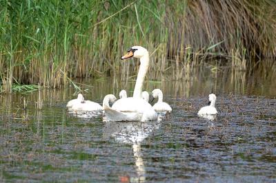 Cygne tuberculé Cygnus olor (Gmelin, 1803)