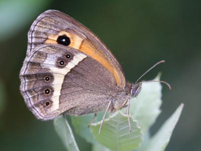 Ocellé rubané (Le), Tityre (Le), Titire (Le) Pyronia bathseba (Fabricius, 1793)