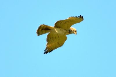 Circaète Jean-le-Blanc Circaetus gallicus (Gmelin, 1788)