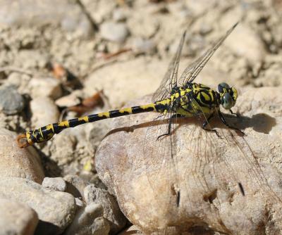 Gomphe à forceps (Le), Gomphe à pinces (Le) Onychogomphus forcipatus (Linnaeus, 1758)
