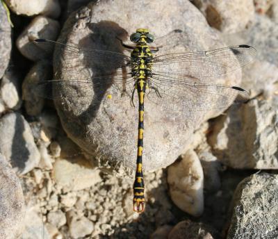 Gomphe à forceps (Le), Gomphe à pinces (Le) Onychogomphus forcipatus (Linnaeus, 1758)
