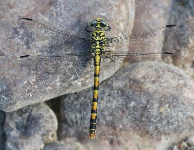 Gomphe à forceps (Le), Gomphe à pinces (Le) Onychogomphus forcipatus (Linnaeus, 1758)