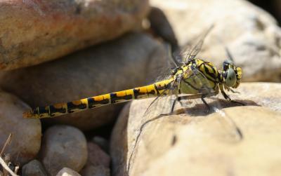 Gomphe à forceps (Le), Gomphe à pinces (Le) Onychogomphus forcipatus (Linnaeus, 1758)
