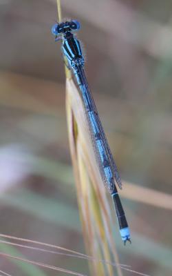 Agrion de Vander Linden, Naïade de Vander Linden Erythromma lindenii (Selys, 1840)