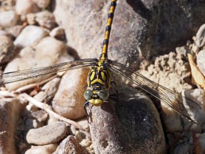Gomphe à forceps (Le), Gomphe à pinces (Le) Onychogomphus forcipatus (Linnaeus, 1758)