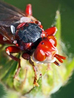  Myopa dorsalis Fabricius, 1794