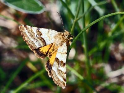 Noctuelle du Dartrier (La) Synthymia fixa (Fabricius, 1787)
