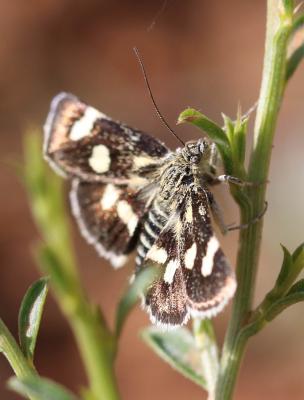  Eurrhypis pollinalis (Denis & Schiffermüller, 1775)