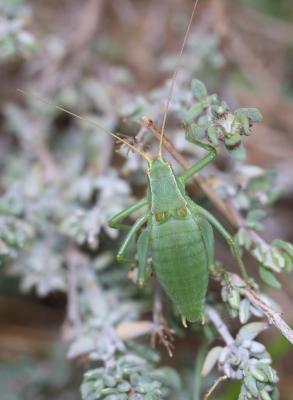 Barbitiste des Pyrénées Isophya pyrenaea (Audinet-Serville, 1838)