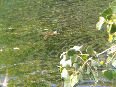 Tortue de Floride Trachemys scripta elegans (Wied, 1839)