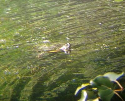 Tortue de Floride Trachemys scripta elegans (Wied, 1839)