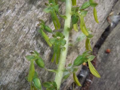 Grande Listère Neottia ovata (L.) Bluff & Fingerh., 1837