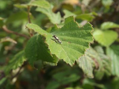  Grapholita compositella (Fabricius, 1775)
