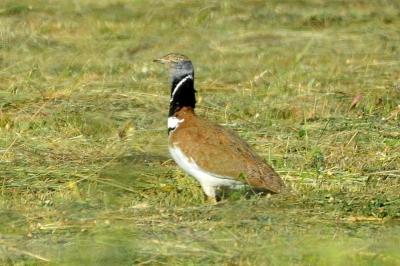 Outarde canepetière Tetrax tetrax (Linnaeus, 1758)