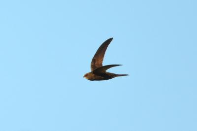 Martinet noir Apus apus (Linnaeus, 1758)