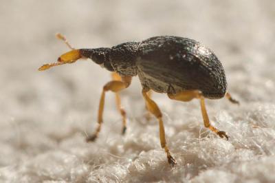  Pseudapion rufirostre (Fabricius, 1775)