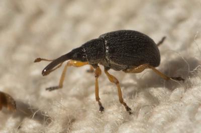  Pseudapion rufirostre (Fabricius, 1775)