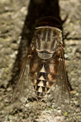  Tabanus autumnalis Linnaeus, 1760