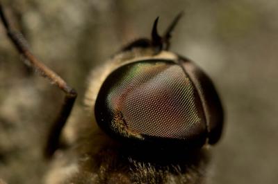  Tabanus autumnalis Linnaeus, 1760