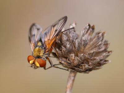  Ectophasia crassipennis (Fabricius, 1794)