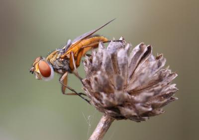  Ectophasia crassipennis (Fabricius, 1794)