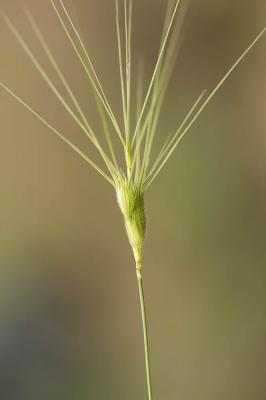 Égilope négligée, Égilope à trois arêtes Aegilops neglecta Req. ex Bertol., 1835