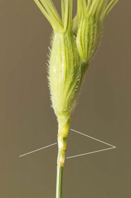 Égilope négligée, Égilope à trois arêtes Aegilops neglecta Req. ex Bertol., 1835