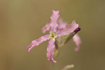 Matthiole en buisson Matthiola fruticulosa (Loefl. ex L.) Maire, 1932