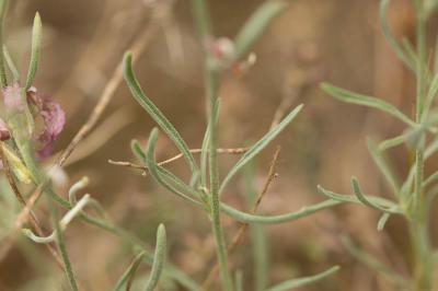 Matthiole en buisson Matthiola fruticulosa (Loefl. ex L.) Maire, 1932