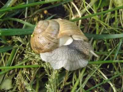 Escargot de Bourgogne Helix pomatia Linnaeus, 1758