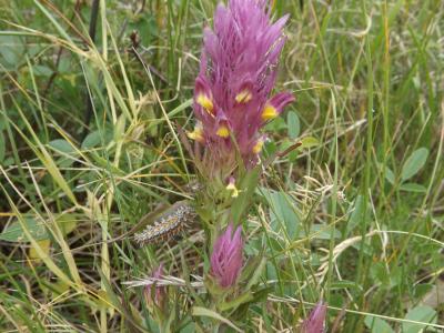 Mélampyre des champs Melampyrum arvense L., 1753
