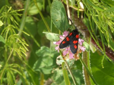 Zygène des prés (La), Zygène des Cornettes (La) Zygaena trifolii (Esper, 1783)
