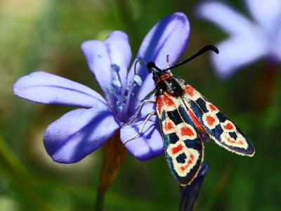 Zygène de la Petite coronille (La) Zygaena fausta (Linnaeus, 1767)
