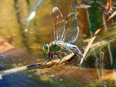 Anax empereur (L') Anax imperator Leach, 1815