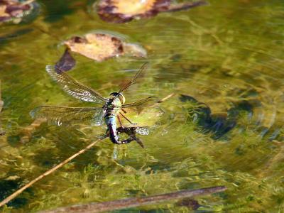Anax empereur (L') Anax imperator Leach, 1815