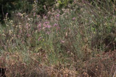 Matthiole en buisson Matthiola fruticulosa (Loefl. ex L.) Maire, 1932