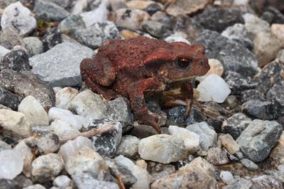 Crapaud commun (Le) Bufo bufo (Linnaeus, 1758)