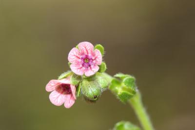 Cynoglosse à pustules, Cynoglosse Cynoglossum pustulatum Boiss., 1838