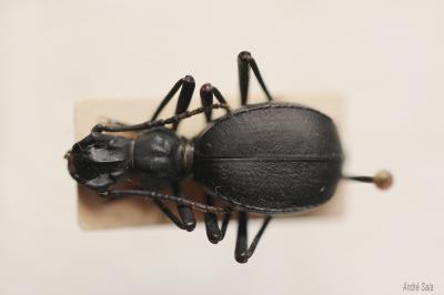 Elénophore Elenophorus collaris (Linnaeus, 1767)