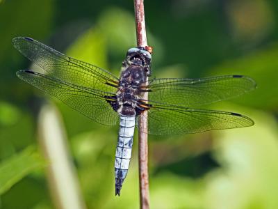 Libellule fauve (La) Libellula fulva O.F. Müller, 1764