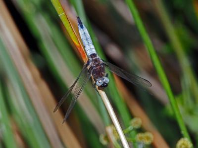 Libellule fauve (La) Libellula fulva O.F. Müller, 1764