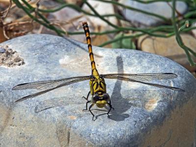 Gomphe à forceps (Le), Gomphe à pinces (Le) Onychogomphus forcipatus (Linnaeus, 1758)