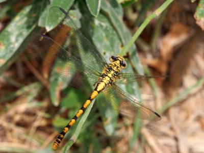 Gomphe à forceps (Le), Gomphe à pinces (Le) Onychogomphus forcipatus (Linnaeus, 1758)
